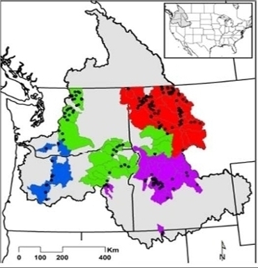 map of sampled bull trout populations