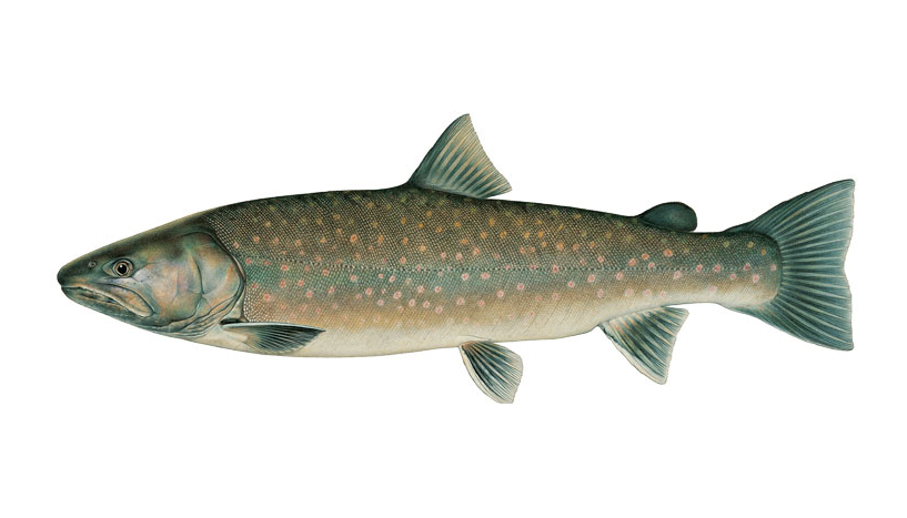 Bull trout example image