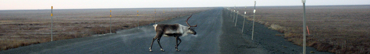 Alaska Reindeer
